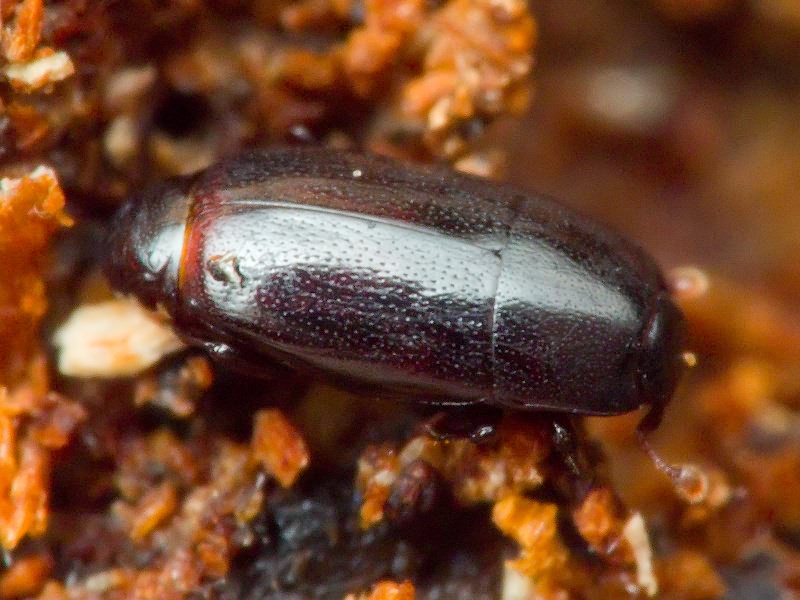 Paromalus parallelepipedus (Herbst, 1792)